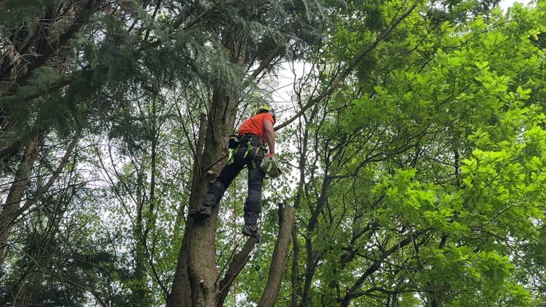 Best Hazardous Tree Removal  in Bell Acres, PA